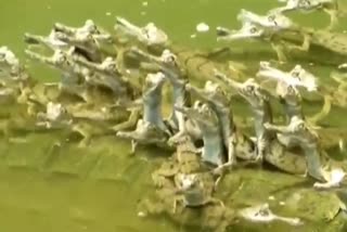 Crocodiles hatch from eggs in Sarpaduli range