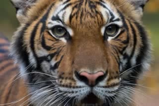 Tiger CCTV Visuals