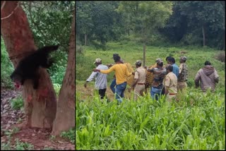 rescue-of-bear-trapped-in-wire-in-tumkur