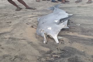 body of dolphin in Goteeswaram beach Calicut  body of the dolphin washed up  ഗോതീശ്വരം കടൽത്തീരത്ത് ഡോൾഫിന്‍റെ ജഡം അടിഞ്ഞു  ഡോൾഫിന്‍റെ ജഡം അടിഞ്ഞു