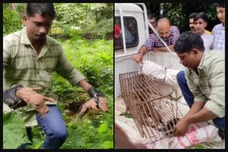 Kerala forest officials chase away the boar and rescue the piglets