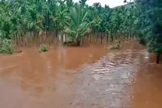 farms-flooded-in-chikkamagalur-due-to-heavy-rains