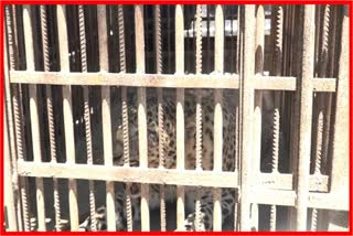 leopard-caged-in-jorhat