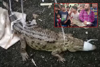 Crocodile came on Road in Vadodara