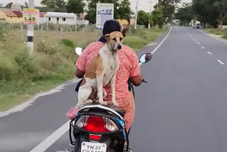 Watch: Dog riding pillion on bike in Tamilnadu's Coimbatore goes viral  Dog riding pillion on bike in Coimbatore video viral  Dog riding pillion on bike in Coimbatore  viral videos  കാലുകൊണ്ട് ബാലന്‍സ് ചെയ്‌ത് നായയുടെ സ്‌കൂട്ടര്‍ യാത്ര  വൈറല്‍ വീഡിയോ