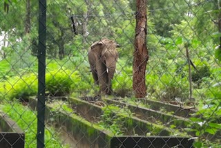 group of elephants