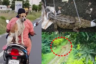 Crocodile came on the Road in Vadodara, Tiger strays to residential area