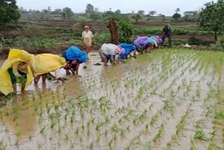 Planting Japanese rice