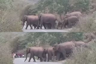attappadi-wild-elephant