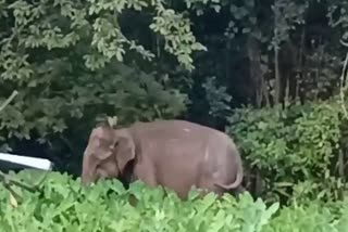 wild elephant terror in nagaon