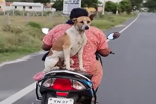 dog joyride