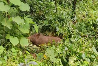 Wild boar delivers babies in kerala officials chase away the boar and rescue the piglets