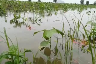 వరుణాగ్రహానికి పంటలు వర్షార్పణం..