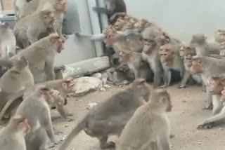 monkeys fight in karnataka video