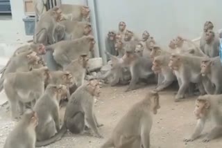 Fight between two groups of monkeys for crossing the area border