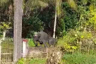 wild elephants roam free near nagaon Railway Station
