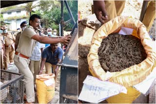 cannabis destroyed in Kottayam district  cannabis  Kottayam district news  കോട്ടയം ജില്ലയില്‍ കഞ്ചാവ് നശിപ്പിച്ചു  കഞ്ചാവ്  കോട്ടയം ജില്ല വാര്‍ത്ത