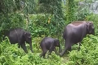 WILD ELEPHANTS ROAM FREE at kaliabor in nagaon