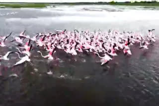 Flamingo Birds