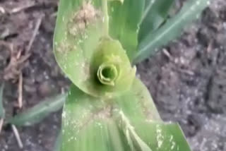 Fall Armyworm in harvest