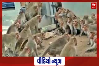 વાનરસેનાની હદ: બીજાના વિસ્તારમાં ગુસતા વાંદરાઓના બે જૂથો બાખડ્યા