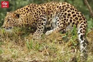 Leopard Attack Increasing in Jaipur Populated Areas