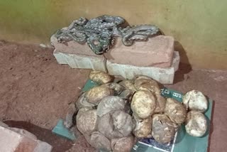 Reticulated pythons incubating to 50 eggs in Pilikula Biological Park