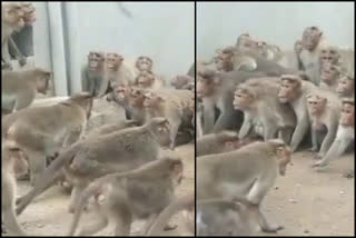 Monkeys' street fight over border dispute goes viral  Monkeys street fight in karnataka goes viral  Monkeys street fight Viral Video  ചേരി തിരിഞ്ഞ് ഏറ്റുമുട്ടി കുരങ്ങന്‍മാര്‍  കർണാടകയിലെ ചാമരാജനഗറില്‍ ചേരി തിരിഞ്ഞ് ഏറ്റുമുട്ടി കുരങ്ങന്‍മാര്‍