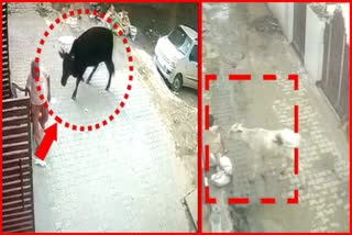 stray animals in haryana