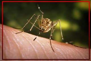 Japanese Encephalitis at Chandrapur