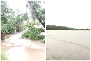 paddy crops loss in Punjab  paddy crops drowned when the canal broke in tarn taran  Punjab rain news  ತರ್ಣ್​ತಾರಣ್​ನಲ್ಲಿ ಕಾಲುವೆ ಒಡೆದು ಭತ್ತದ ಹೊಲಕ್ಕೆ ನುಗ್ಗಿದ ನೀರು  ಪಂಜಾಬ್​ನಲ್ಲಿ ಬೆಳೆ ನಾಶ ಹಿನ್ನೆಲೆ ಆಕ್ರೋಶಗೊಂಡ ರೈತರು  ಪಂಜಾಬ್​ ಮಳೆ ಸುದ್ದಿ