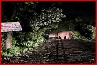 Tusker Elephant has Caused Quite a Stir