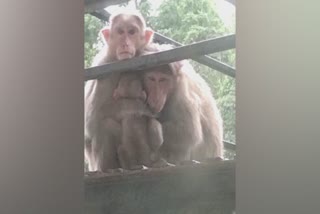 monkeys protect baby monkey  video of monkeys protecting baby monkey  monkeys in rain  wayanad collectorate monkeys video  വയനാട്‌ കലക്‌ടറേറ്റ് കുരങ്ങ് വീഡിയോ  കുട്ടിക്കുരങ്ങിനെ സംരക്ഷിച്ച് കുരങ്ങുകള്‍  വയനാട് മഴ കുരങ്ങ് വീഡിയോ  കുട്ടിക്കുരങ്ങ് മഴ വീഡിയോ