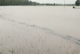 200 acres of paddy crops of the farmers of Ballya village were submerged due to a rupture in the canal