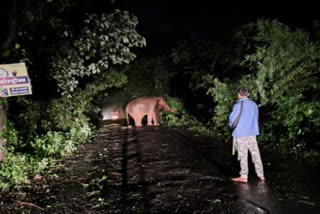 Wild elephant creates ruckus on road in Kolhapur's Gavase village