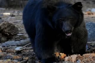 wild bear attack in nuapada