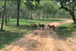 Panna Tiger Reserve