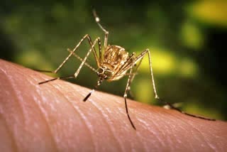 one-person-died-in-suffering-japanese-encephalitis-at-jorhat