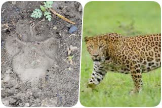 Panic among residents due to leopard footprints found in Sagar MP