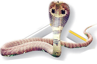 World Snake Day: కనిపిస్తే చంపకండి.. అవి చేసే మేలు మరవకండి..!