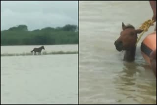 rescue-of-horse-stuck-in-river-water-in-haveri