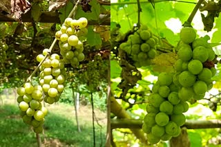 Grapes Cultivation