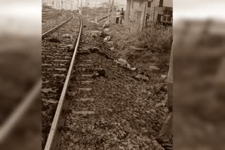 Sheeps died by train accident in vijayapura