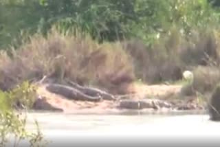 Huge Crocodiles Found In Raichur