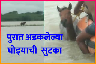 Rescue of horse stuck in river water in Haveri