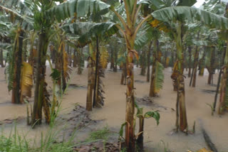 idukki natural calamity  heavy rain  idukki farmers  ഇടുക്കിയിലെ വാഴത്തോട്ടങ്ങളില്‍ വെള്ളം