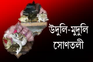 বৰুণ দেৱতাক সন্তুষ্ট কৰিবলৈ নাওবৈচাত ৰাইজে পাতিলে ভেকুলীৰ বিয়া