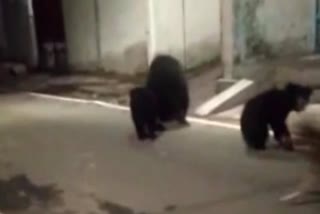 Bears seen roaming on streets in Manendragarh