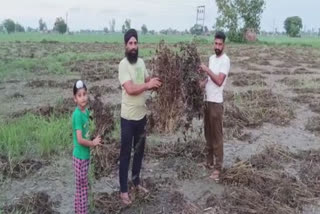 ਮੀਂਹ ਨੇ ਖ਼ਰਾਬ ਕੀਤੀ ਕਿਸਾਨਾਂ ਦੀ ਮੂੰਗੀ ਦੀ ਫ਼ਸਲ