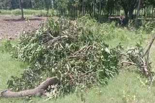 green trees cutting in Roorkee